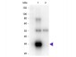 ECM1 Rabbit pAb